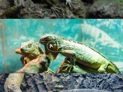 -广州长隆飞鸟乐园