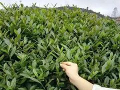 -文雅轩茶叶(锦和越界田林坊店)