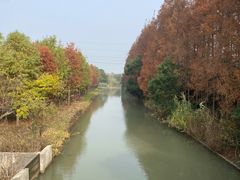 -上海长兴岛郊野公园