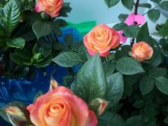 -双季花艺园艺市场(浦东店)