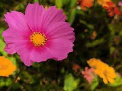 -香蜜公园