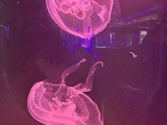 -大连圣亚海洋世界