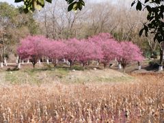 -游子山休闲旅游区
