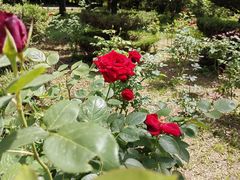 -洛阳市隋唐城遗址植物园