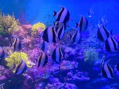 -海合安青岛极地海洋公园