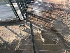 -鄂尔多斯野生动物园