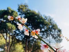 -无锡梅园公园