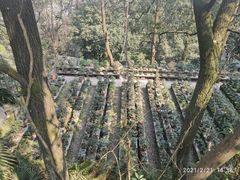 -南山植物园