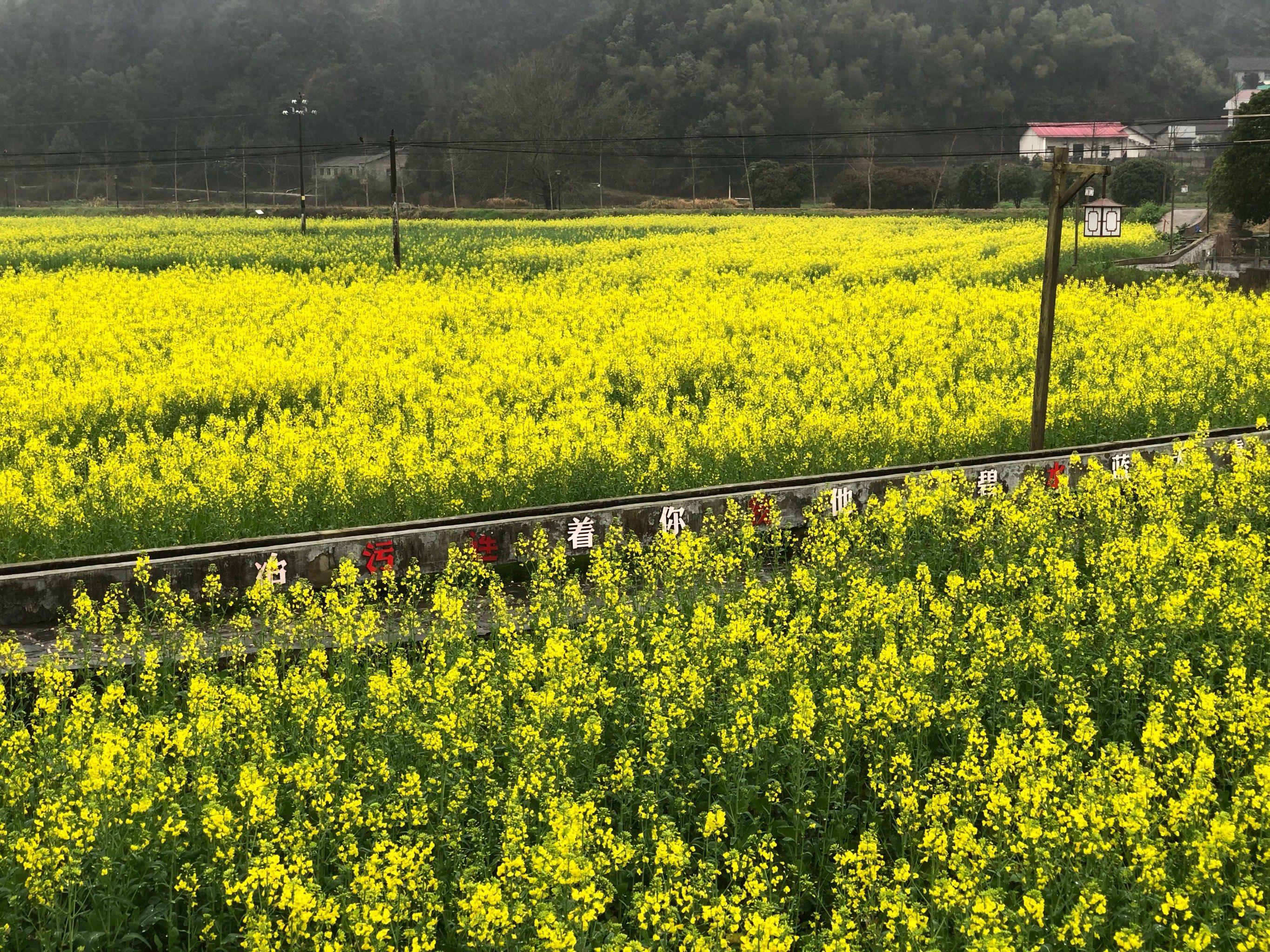 随手拍下街边一朵花
在浏阳市葛家镇泉塘屋场
自驾去比较方便
