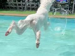 -汪说喵讲宠物乐园宠物酒店(红星美凯龙店)