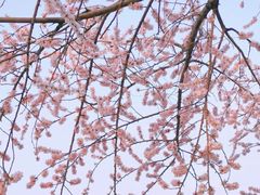 -黄村公园