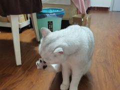 -欣宠猫屋·矮脚拿破仑·蓝金金渐层