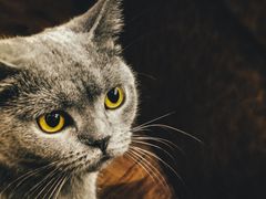 -猫小院猫主题餐厅(三里屯店)