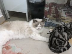 -有喵·猫咖·狗咖·30几只猫10只小狗(岗厦店)