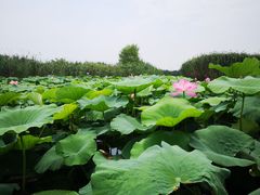 -荷塘月色湿地公园·向阳花洲
