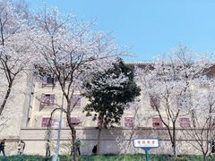 -武汉大学-樱园