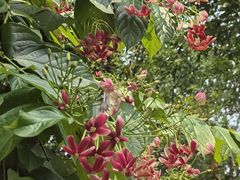 -海南热带野生动植物园