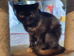 -more than meow吴止猫主题餐厅(承德 中船汇店)