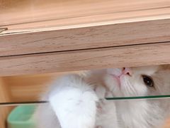 -猫十亿·布偶金渐层·曼基康矮脚猫舍(青年路店)