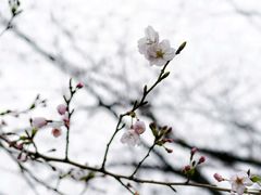 -名古屋城