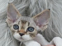 -山宅一喵德文卷毛猫舍