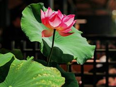 -淮扬府·游园京梦(北京SKP店)