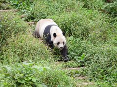 -中国大熊猫保护研究中心雅安碧峰峡基地