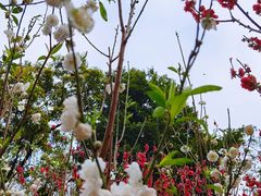 -桃花涧