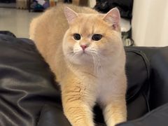 -lincat·猫舍(广州店)