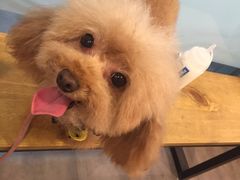 -PETKIT小佩宠物(古北店)