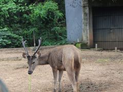 -清迈夜间动物园