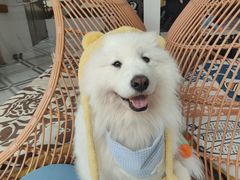 -星多哈·狗咖·拼豆·咖啡