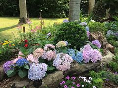 -深圳仙湖植物园