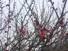 -香雪海
