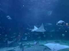 -烟台海昌鲸鲨海洋公园