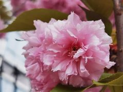 -高东镇樱花园