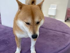 -怪兽屋·羊驼·猫咖·狗咖(俊华广场店)