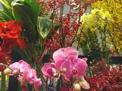 -三圣花乡旅游区