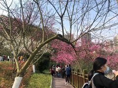 -重庆彩云湖湿地公园