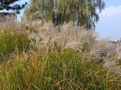 -羊亭河湿地公园