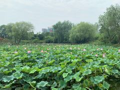 -海天湖公园