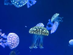 -上海海昌海洋公园-停车场