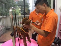 -翊宠yipet猫狗购宠庄园犬舍•猫舍