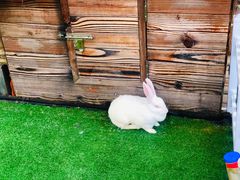 -藦茜花园宠物主题亲子互动体验馆(国顺东路店)