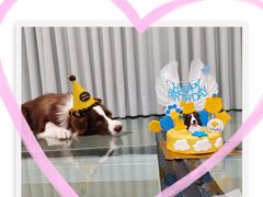 -PETKIT小佩宠物(古北店)