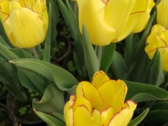 -南山植物园