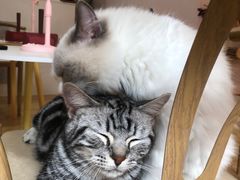 -猫咪派对(江南西店)
