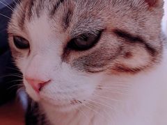 -飞行喵MR PILOT|猫舍·猫咖(静安大融城店)