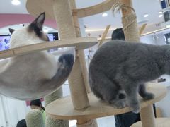 -喵园·猫主题咖啡厅·撸猫·猫咖(国贸店)