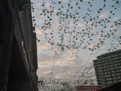 -无影脚佛山陈氏盲公丸始创店(飞鸿街店)